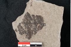 Foto (Detailansicht) von Magnolia dianae Unger (NHMW-GEO-2024-0188-6669)